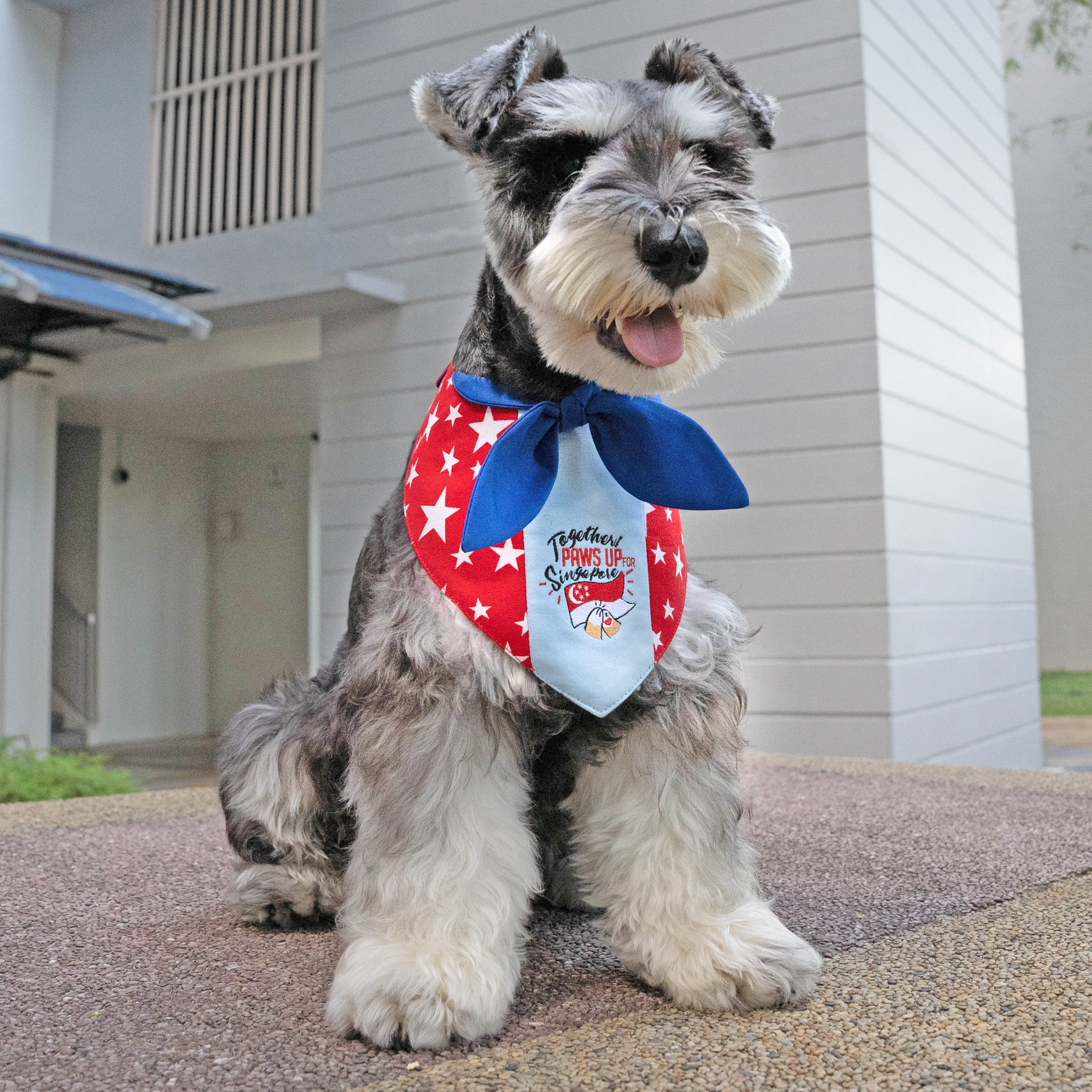 Paws Up For SG! Blue Starry Knot Tie Bandana