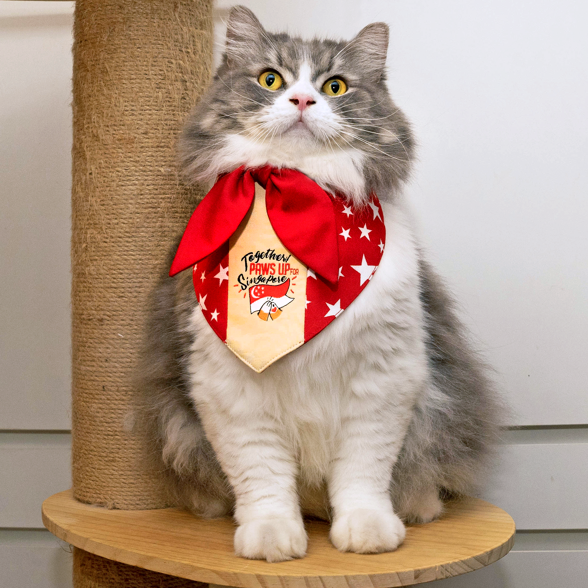 Paws Up For SG! Maroon Starry Knot Tie Bandana