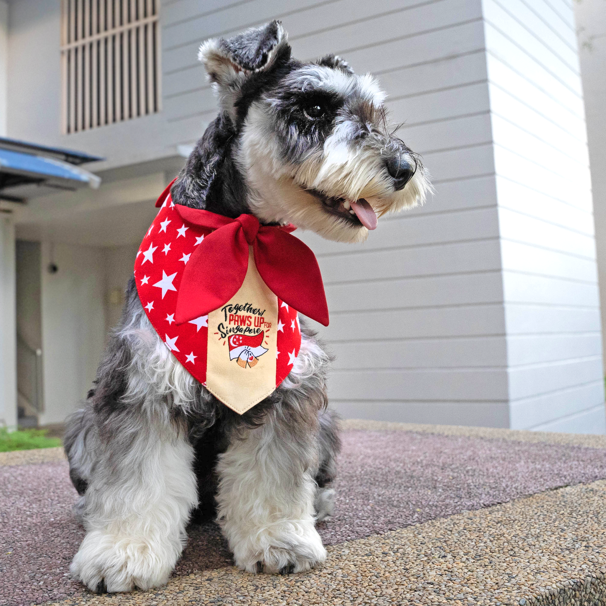 Paws Up For SG! Maroon Starry Knot Tie Bandana