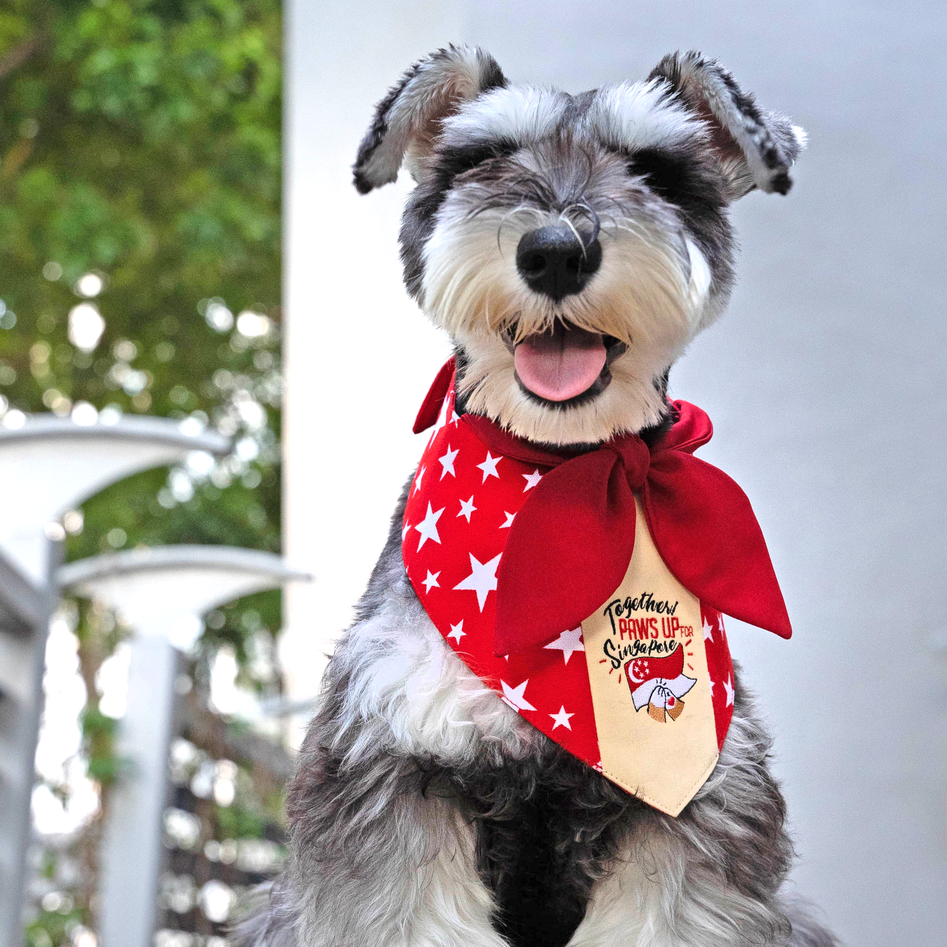 Paws Up For SG! Maroon Starry Knot Tie Bandana