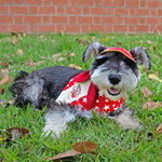 Paws Up For SG! Maroon Starry Knot Tie Bandana