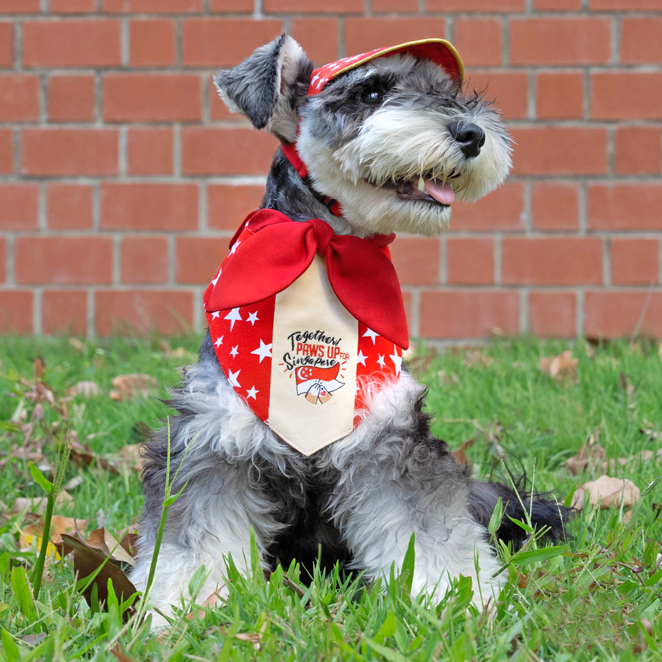 Paws Up For SG! Maroon Starry Knot Tie Bandana