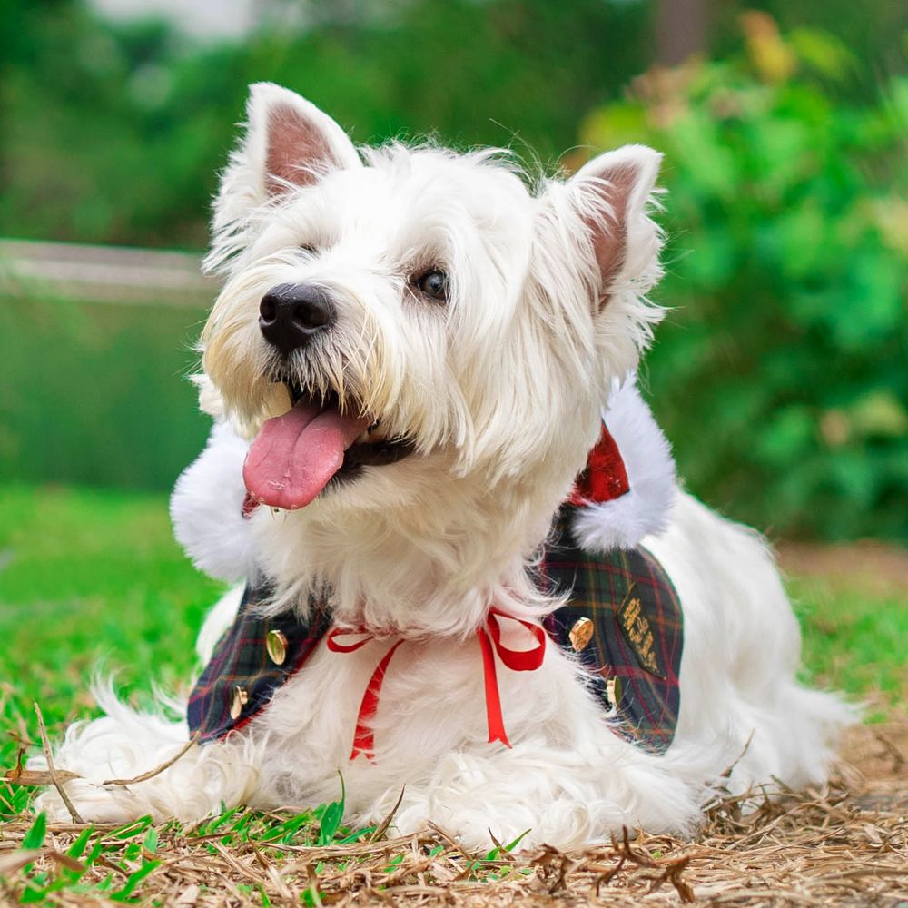 Xmas Cape - Winter Wonderland Pine Green Hoodie with Faux Fur Trimmings - The Pet's Couture