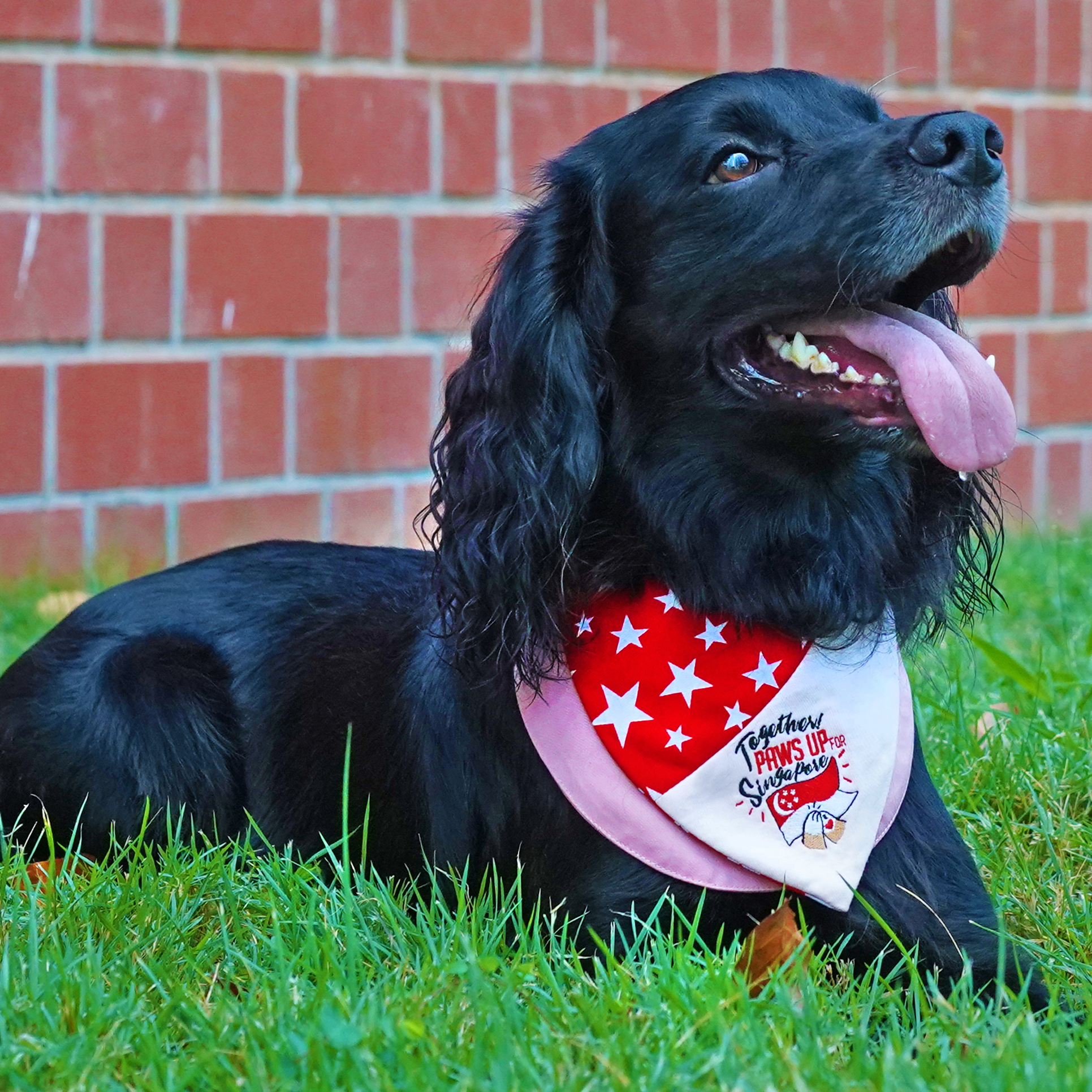 Paws Up For SG! - Red Star Duo Tone Pink Bandana - The Pet's Couture