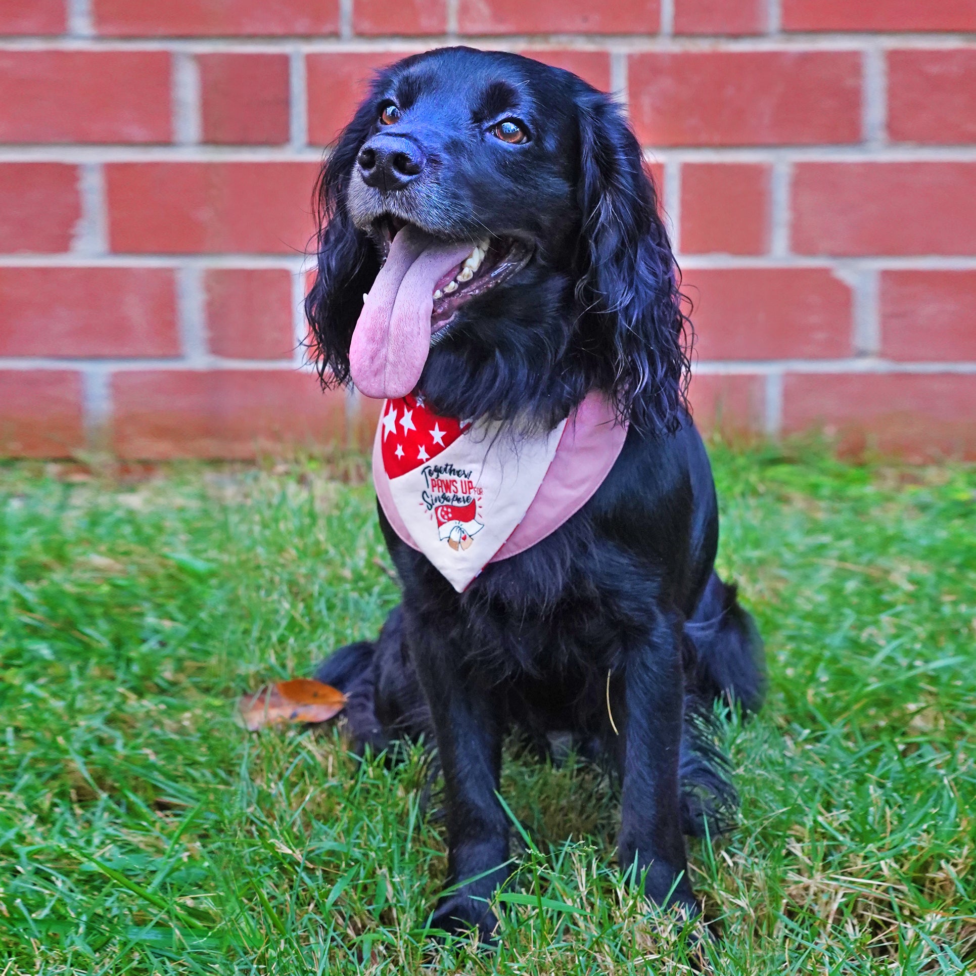 Paws Up For SG! - Red Star Duo Tone Pink Bandana - The Pet's Couture